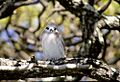 White Tern, Ducie Island