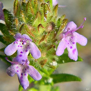 Wild pennyroyal (Piloblephis rigida) (8395478679).jpg