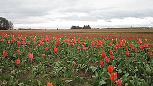 Wooden Shoe Tulip Farm