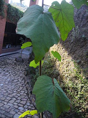 081128 canak arbol de manitas