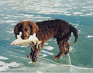 American Water Spaniel 001