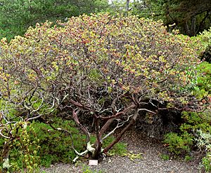 Arctostaphylos morroensis 1.jpg