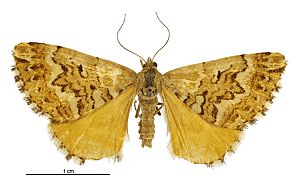 Asaphodes citroena female.jpg