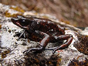 Atelopus carrikeri02