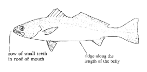 Atractoscion nobilis mspc097