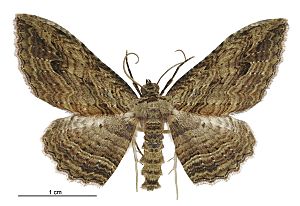 Austrocidaria anguligera male.jpg