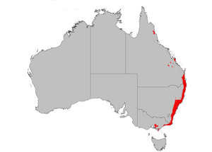 B spinulosa dist map