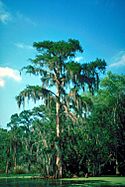 Bald cypress Atchafalaya Basin