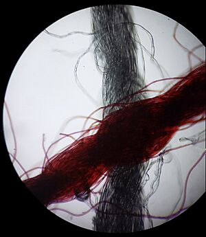 Blue+Red String Under Microscope (40x)