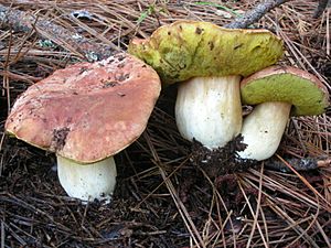 Boletus rex-veris 42967