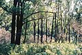 Booderee National Park fire regrowth