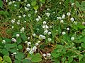 Brassicaceae - Lobularia maritima