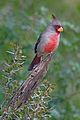 Cardinalis sinuatus