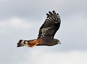 Circus buffoni male dark flight