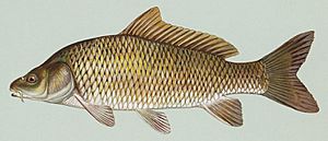 Common carp.jpg