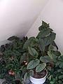 Cracklin Rosie begonia 03