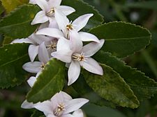 Crowea angustifolia var dentata