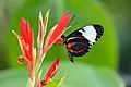 Cydno longwing (11773910983)