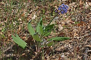 Cynoglossum grande 8050.JPG