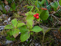 Dogwood Bunchberries in a bog on Kaien Island