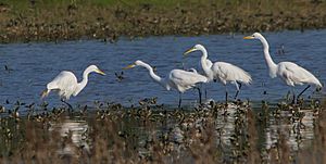 Egret in trouble?