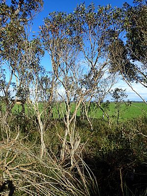 Eucalyptus adesmophloia habit.jpg