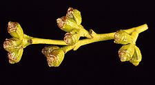 Eucalyptus johnstonii buds