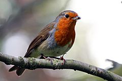 European Robin (erithacus rubecula).JPG