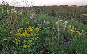 Flowers Loess Hills 600x373