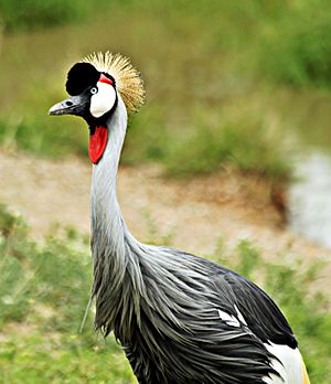 Grey Crowned Crane, Serengeti National Park, Tanzania (2010)