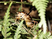 Hemiandrus pallitarsis female