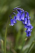 Hyacinthoides non-scripta (Common Bluebell)