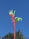 Kangaroo Paw.JPG