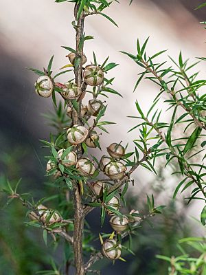 Leptospermum continentale fruit