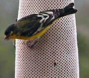 Lesser-Goldfinch