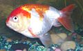 LionheadGoldfishSideviewRodsan18b.jpg