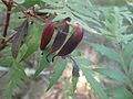 Lomatia silaifolia fruit