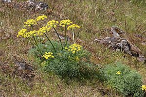 Lomatium grayi 3293.JPG