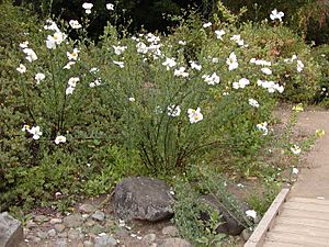 Matilija poppy whole