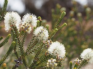 Melaleuca quadrifaria (leaves, flowers, fruits).JPG