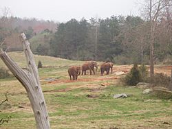 NCZooelephants