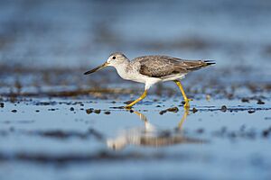 Nordmann's Greenshank 0A2A6166.jpg