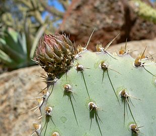 Opuntia basilaris var treleasei 5