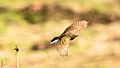 Paddyfield pipit from Dhaka