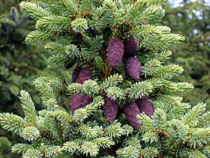 Picea mariana cones