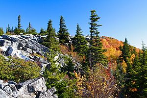 Picea rubens Bear Rock WV