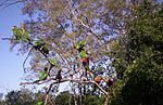 Rainbow-Lorikeets