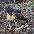 Red-tailed Hawk (7529235270)