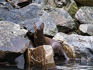 Slick Mink