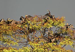 Snake bird nesting